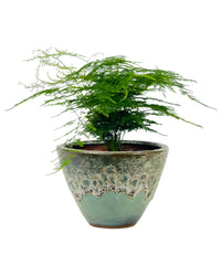 Medium Lace fern - grow pot - Potted plant - Tumbleweed Plants - Online Plant Delivery Singapore