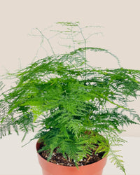 Medium Lace fern - grow pot - Potted plant - Tumbleweed Plants - Online Plant Delivery Singapore