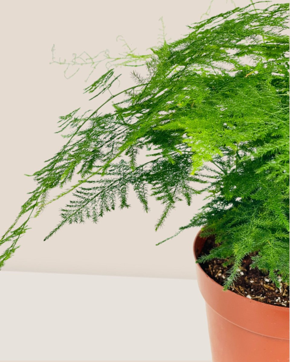 Medium Lace fern - grow pot - Potted plant - Tumbleweed Plants - Online Plant Delivery Singapore