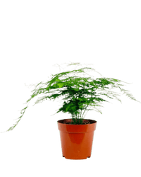 Medium Lace fern - Potted plant - POTT - MEDI - GRW - 6342 - Tumbleweed Plants - Online Plant Delivery Singapore