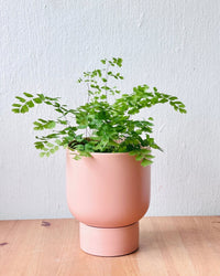 Medium Nicole - pink sand - Pots - Tumbleweed Plants - Online Plant Delivery Singapore