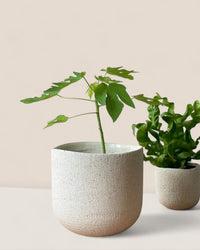 Medium Octavia Planter - Pots - POTS - MEDI - 6483 - Tumbleweed Plants - Online Plant Delivery Singapore