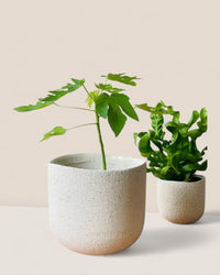 Medium Octavia Planter - Pots - POTS - MEDI - 6483 - Tumbleweed Plants - Online Plant Delivery Singapore