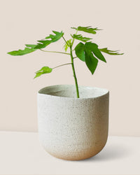 Medium Octavia Planter - Pots - POTS - MEDI - 6483 - Tumbleweed Plants - Online Plant Delivery Singapore