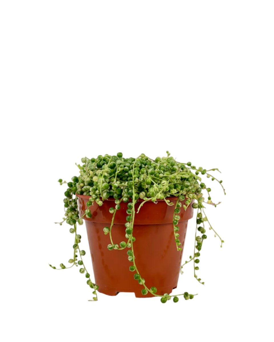 Grow Pot