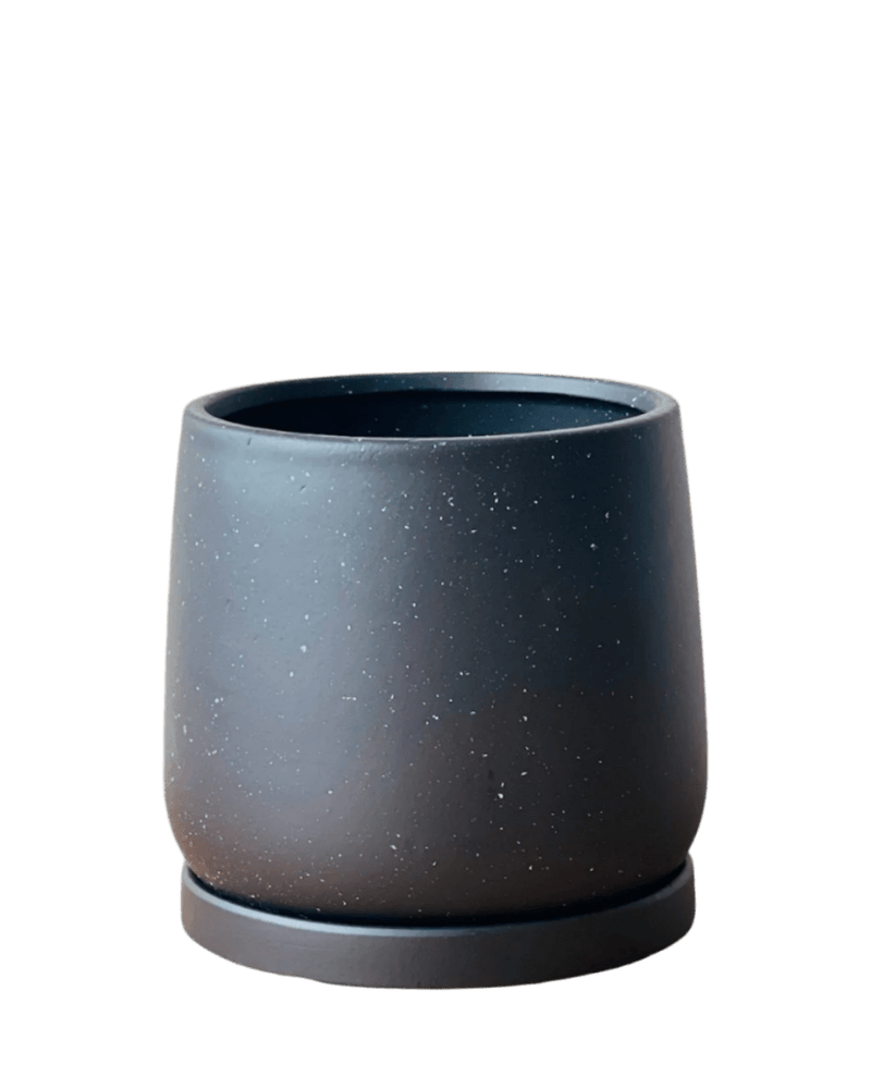 Medium Tulip Pot with Tray - Pots - POTS - MEDI - BLC - 6511 - Tumbleweed Plants - Online Plant Delivery Singapore