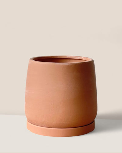 Tulip Terracotta - Medium