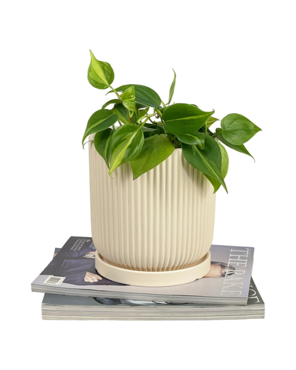 Medium Vana Terracotta Pot with Tray - Pot - Tumbleweed Plants - Online Plant Delivery Singapore