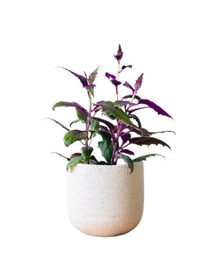 Medium Velvet Plant - Potted plant - POTT - MEDI - GRW - 6493 - Tumbleweed Plants - Online Plant Delivery Singapore