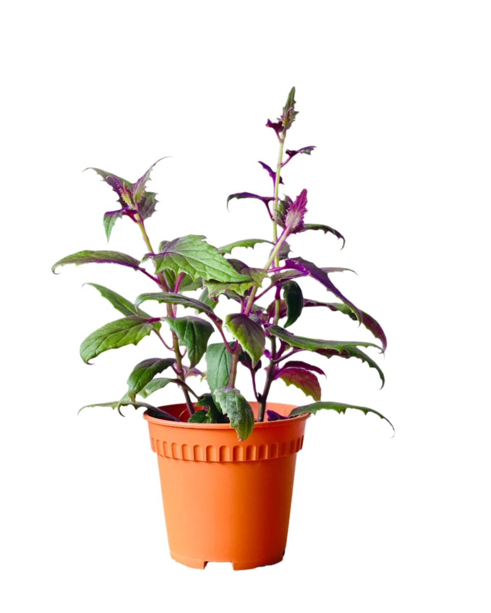 Medium Velvet Plant - Potted plant - POTT - MEDI - GRW - 6493 - Tumbleweed Plants - Online Plant Delivery Singapore