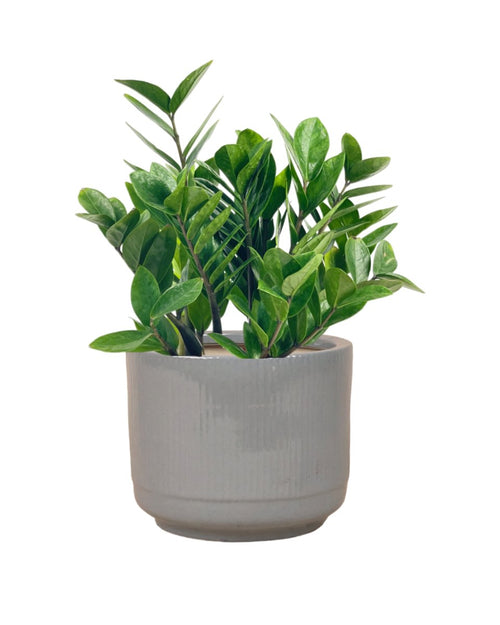 Medium ZZ Plant paired with Morandi Pot