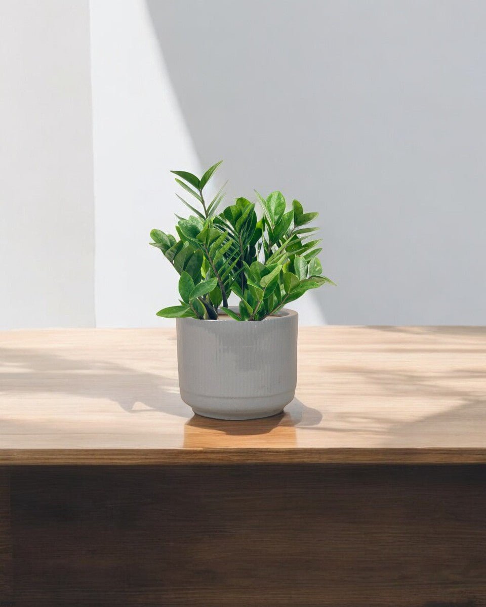 Medium ZZ Plant paired with Morandi Pot