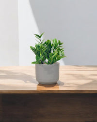 Medium ZZ Plant paired with Morandi Pot