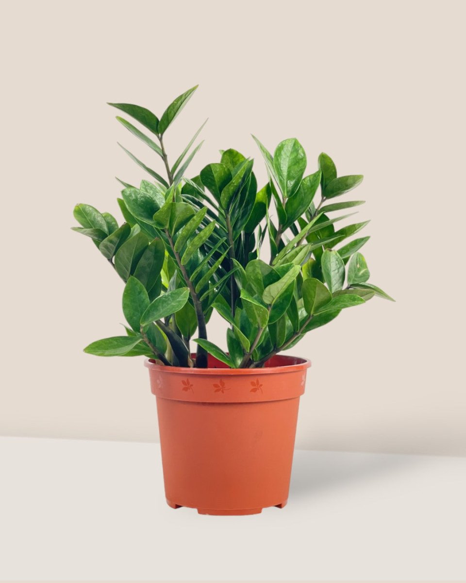 Medium ZZ Plant - grow pot - Potted plant - Tumbleweed Plants - Online Plant Delivery Singapore