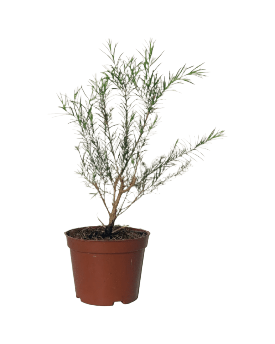 Melaleuca Alternifolia 'Shining Arrow' - grow pot - Potted plant - Tumbleweed Plants - Online Plant Delivery Singapore