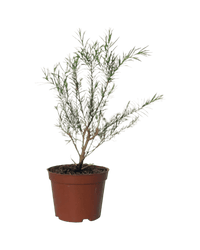 Melaleuca Alternifolia 'Shining Arrow' - grow pot - Potted plant - Tumbleweed Plants - Online Plant Delivery Singapore