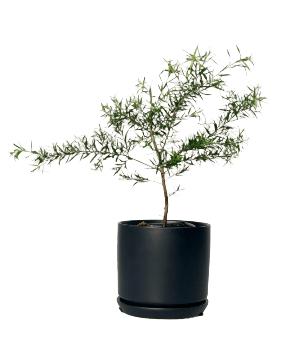 Melaleuca Alternifolia 'Shining Arrow' - little cylinder black with tray planter - Potted plant - Tumbleweed Plants - Online Plant Delivery Singapore