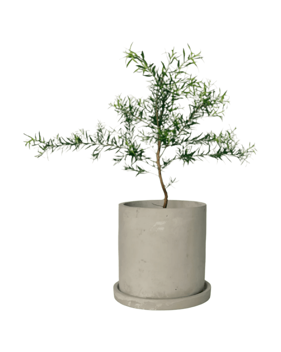 smoffy cement planter - round