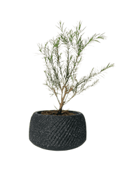 Melaleuca Alternifolia 'Shining Arrow' - vanga ceramic planter - small/black - Potted plant - Tumbleweed Plants - Online Plant Delivery Singapore