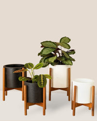 Mid Century Planter with Stand - white - Stand - Tumbleweed Plants - Online Plant Delivery Singapore