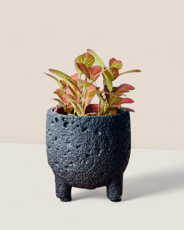 Mini Anya Cement Pot - Pots - POTS - MINI - 6489 - Tumbleweed Plants - Online Plant Delivery Singapore