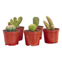 Mini Assorted Cactus (Set of 3)