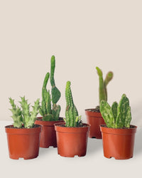 Mini Assorted Cactus (Set of 3) - Potted plant - Tumbleweed Plants - Online Plant Delivery Singapore