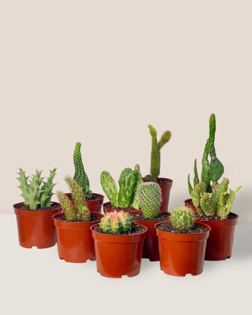 Mini Assorted Cactus (Set of 3) - Potted plant - Tumbleweed Plants - Online Plant Delivery Singapore