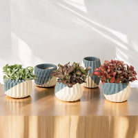 Mini Assorted Fittonia (Set of 2)