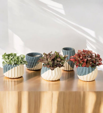 Mini Assorted Fittonia (Set of 2)