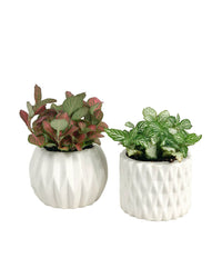 Mini Assorted Fittonia (Set of 2) - Potted plant - Tumbleweed Plants - Online Plant Delivery Singapore