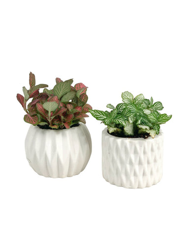 Mini Assorted Fittonia (Set of 2)