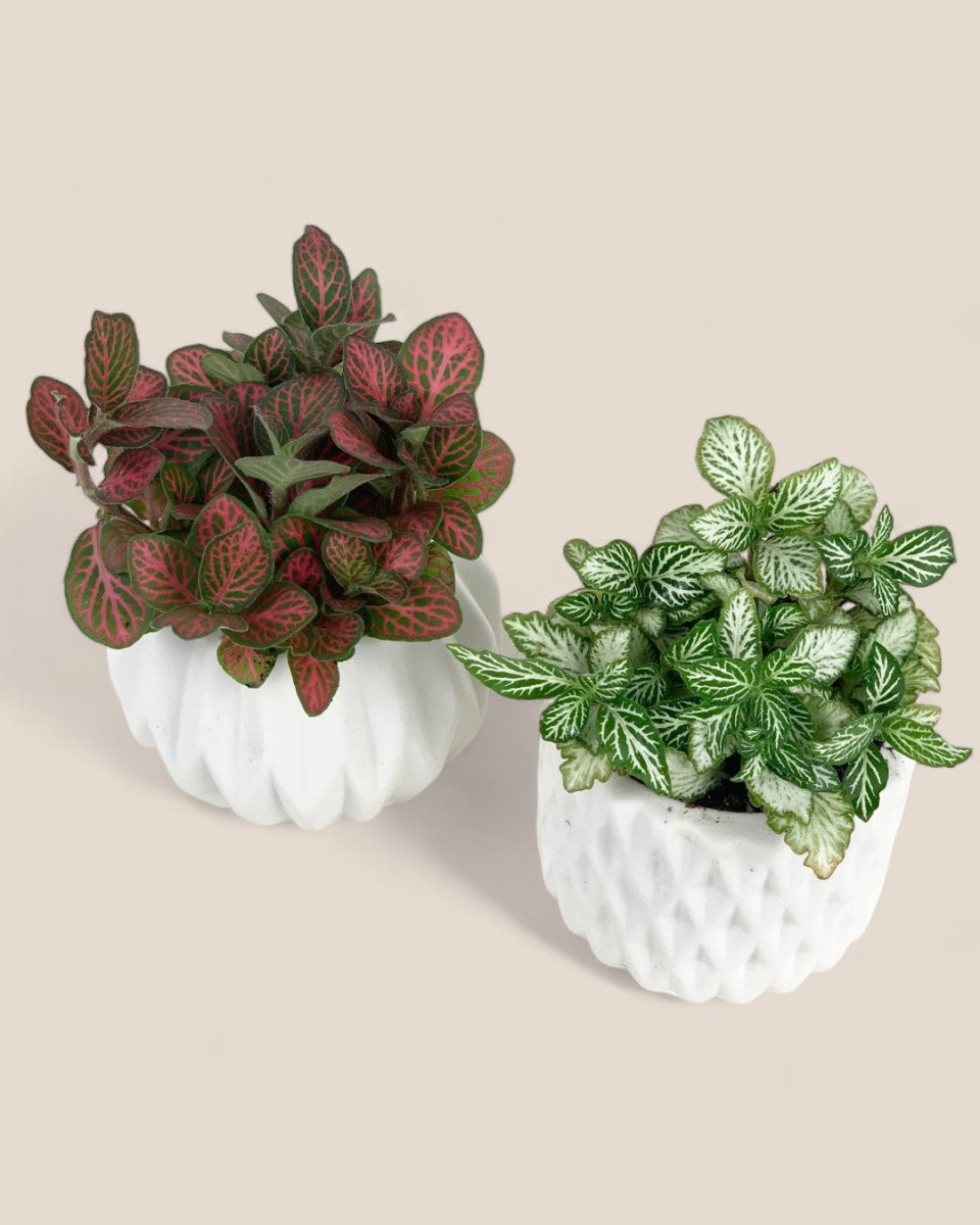 Mini Assorted Fittonia (Set of 2) - Potted plant - Tumbleweed Plants - Online Plant Delivery Singapore