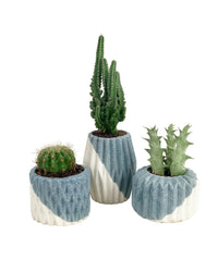 Mini Assorted Succulents (Set of 3) - Potted plant - Tumbleweed Plants - Online Plant Delivery Singapore