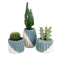 Mini Assorted Succulents (Set of 3)