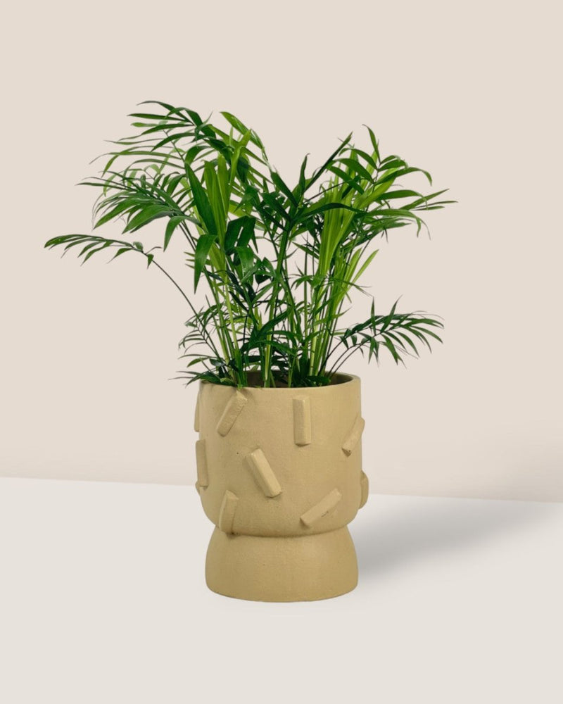 Mini Bamboo Palm - dash planter - sage - Potted plant - Tumbleweed Plants - Online Plant Delivery Singapore