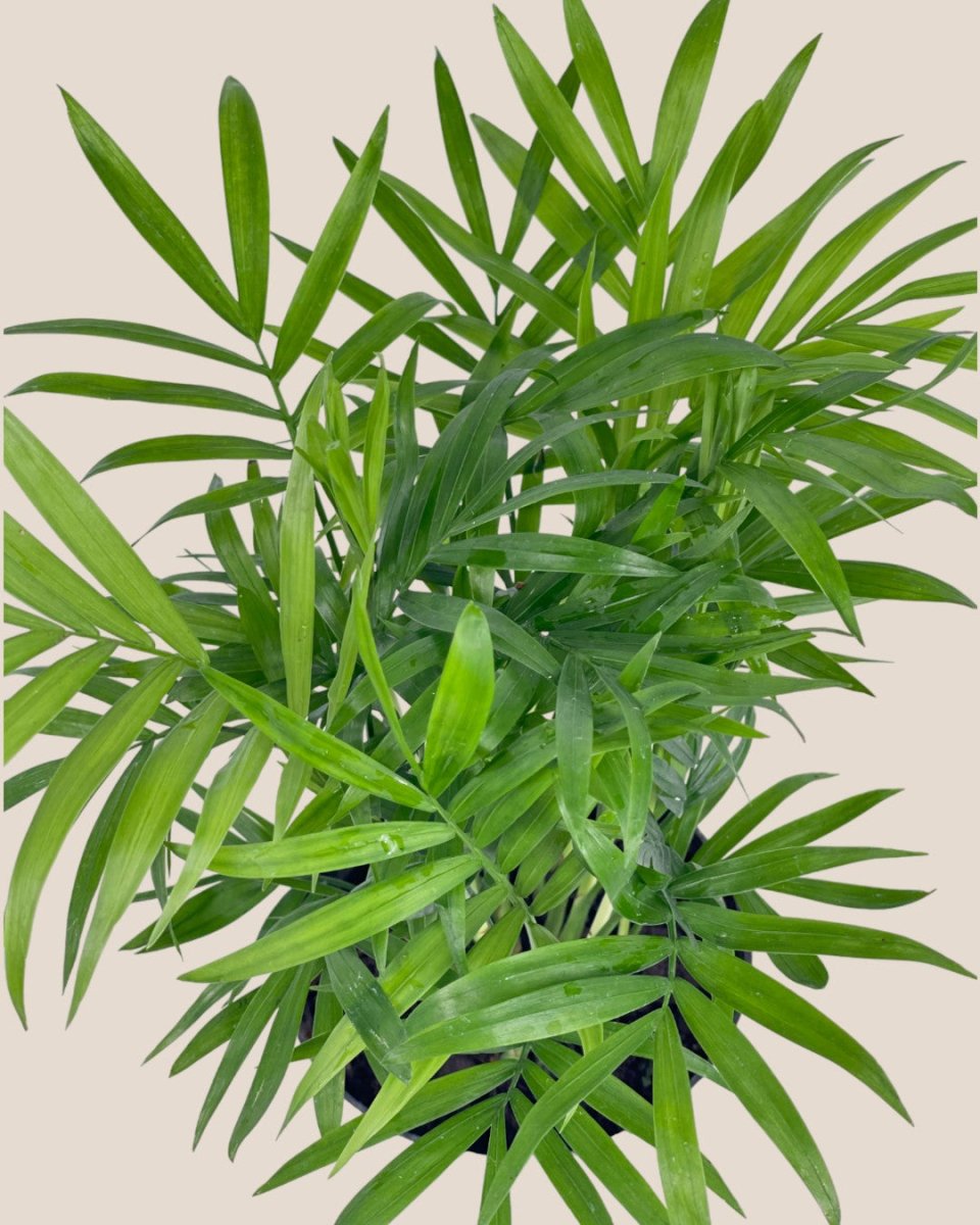 Mini Bamboo Palm - grow pot - Potted plant - Tumbleweed Plants - Online Plant Delivery Singapore