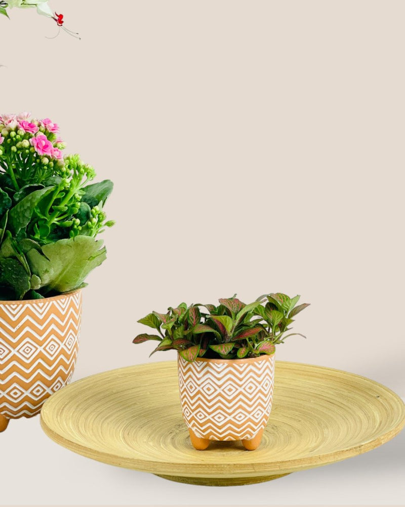 Mini Boho Terracotta - Pot - Tumbleweed Plants - Online Plant Delivery Singapore
