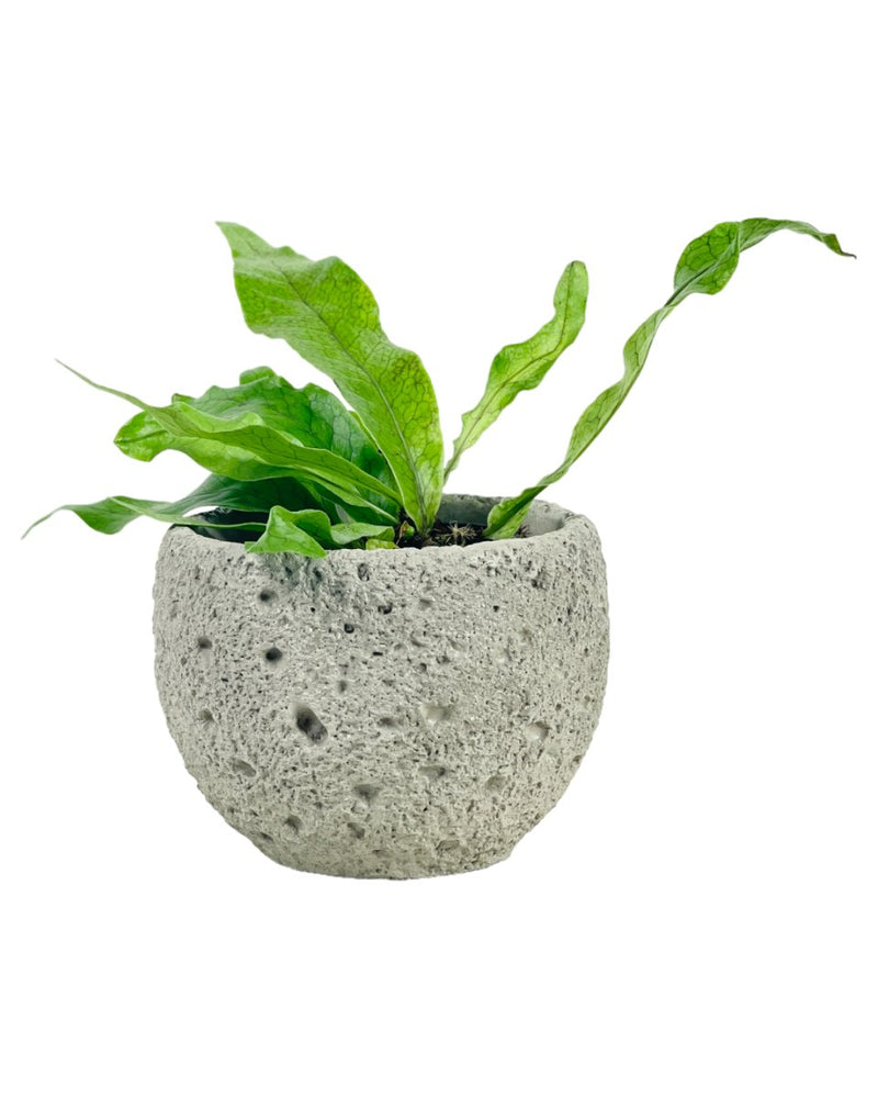 Mini Cement Planter - Round - Pot - Tumbleweed Plants - Online Plant Delivery Singapore