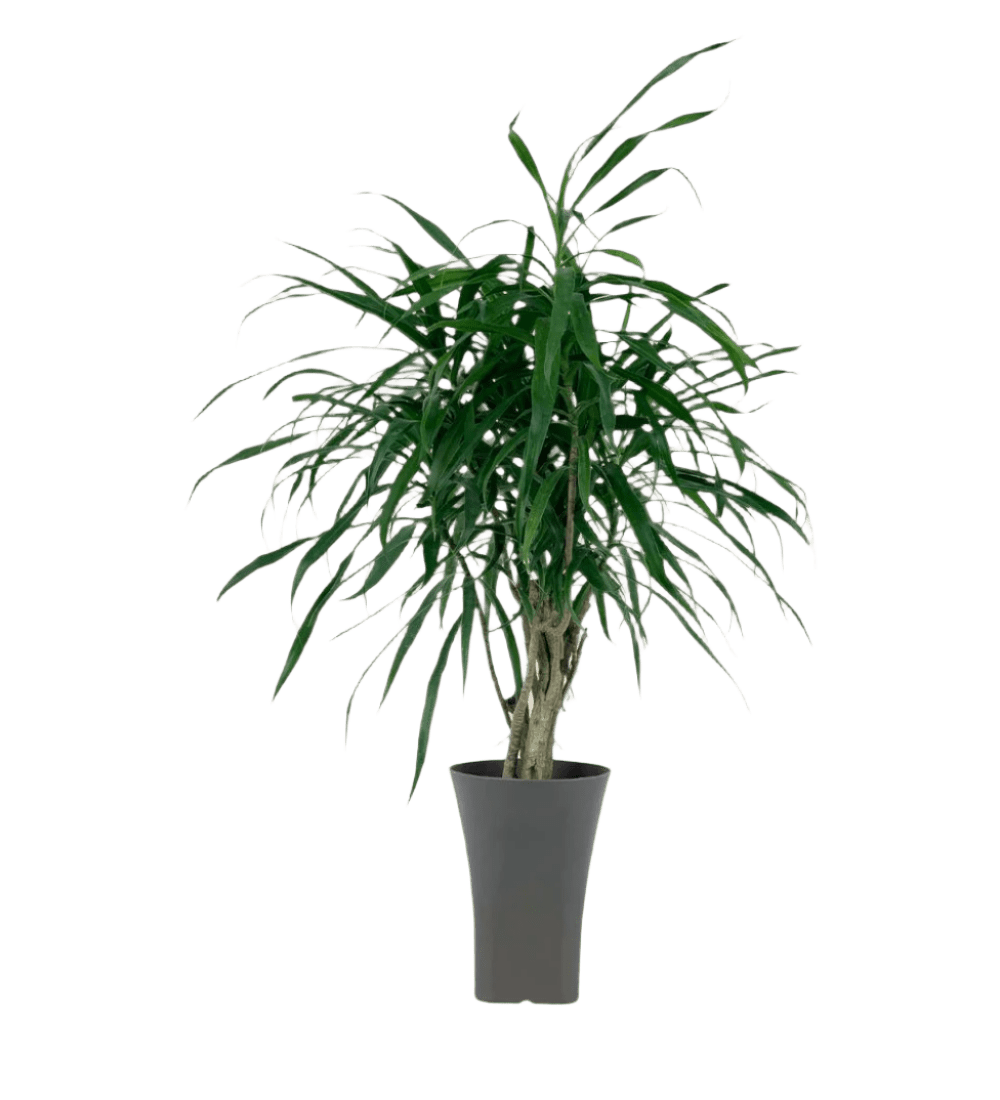 Mini Dracaena Marginata - Potted plant - POTT - MINI - GRW - 3422 - Tumbleweed Plants - Online Plant Delivery Singapore