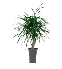 Mini Dracaena Marginata - Potted plant - POTT - MINI - GRW - 3422 - Tumbleweed Plants - Online Plant Delivery Singapore