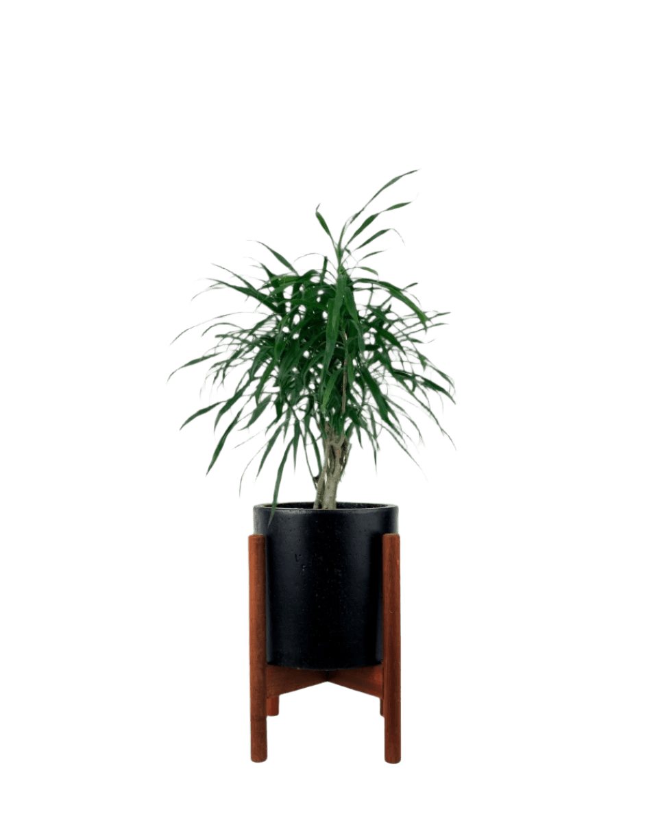 Mini Dracaena Marginata - Potted plant - POTT - MINI - MDC - 3419 - Tumbleweed Plants - Online Plant Delivery Singapore