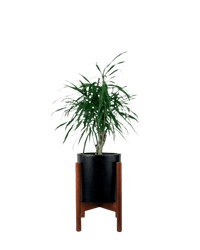 Mini Dracaena Marginata - Potted plant - POTT - MINI - MDC - 3419 - Tumbleweed Plants - Online Plant Delivery Singapore