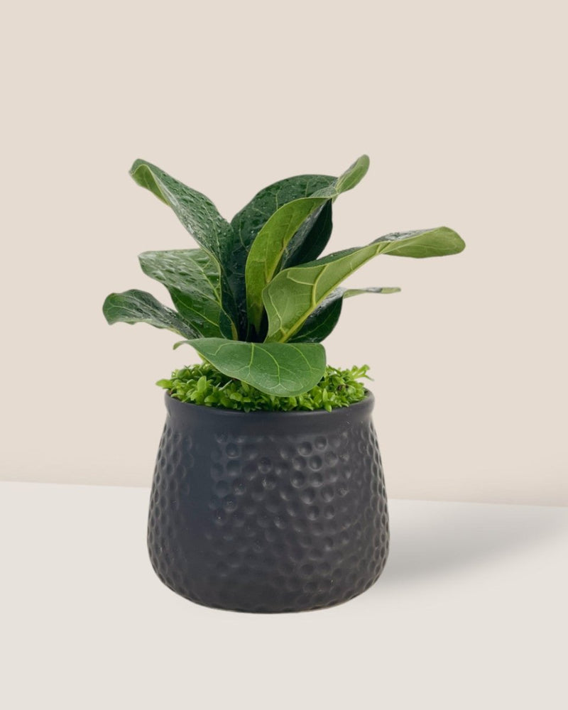 Mini Ficus Lyrata Plant (0.1m) - Potted plant - Tumbleweed Plants - Online Plant Delivery Singapore