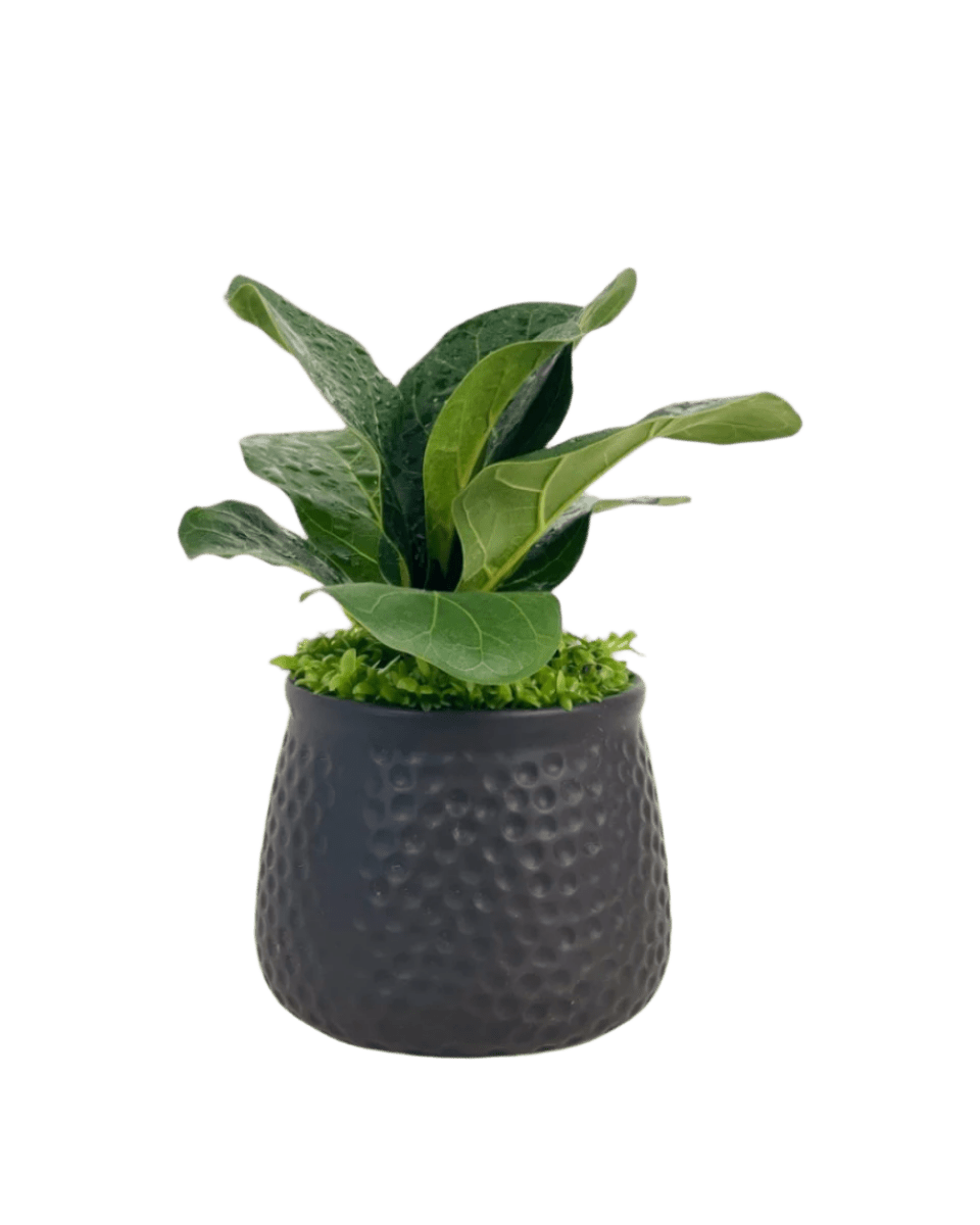 Mini Ficus Lyrata Plant (0.1m) - Potted plant - Tumbleweed Plants - Online Plant Delivery Singapore