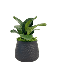 Mini Ficus Lyrata Plant (0.1m) - Potted plant - Tumbleweed Plants - Online Plant Delivery Singapore