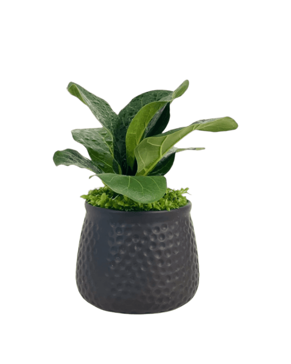 Mini Ficus Lyrata Plant (0.1m) - Potted plant - Tumbleweed Plants - Online Plant Delivery Singapore