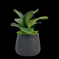 Mini Ficus Lyrata Plant (0.1m)