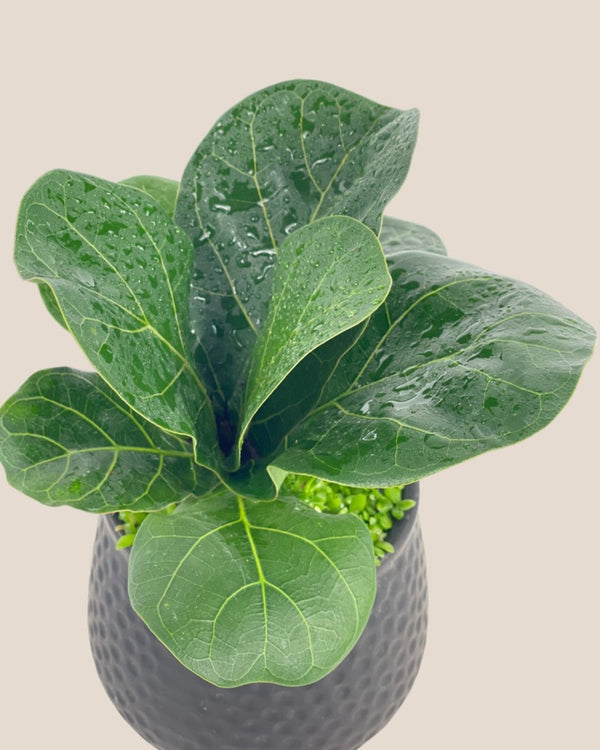 Mini Ficus Lyrata Plant (0.1m) - Potted plant - Tumbleweed Plants - Online Plant Delivery Singapore