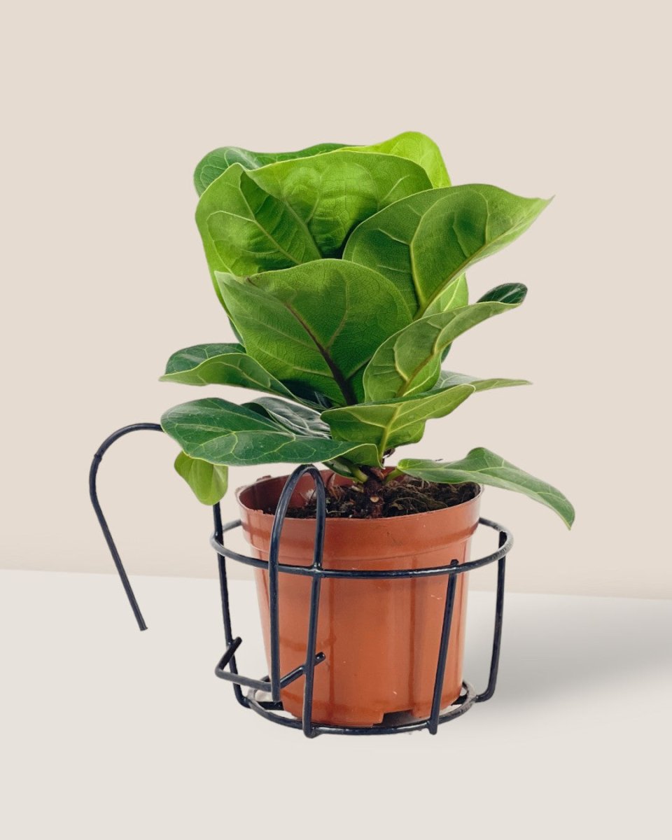Mini Hanging Rack - Pot - Tumbleweed Plants - Online Plant Delivery Singapore